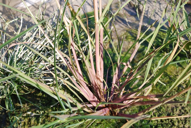 Echinochloa crus-galli